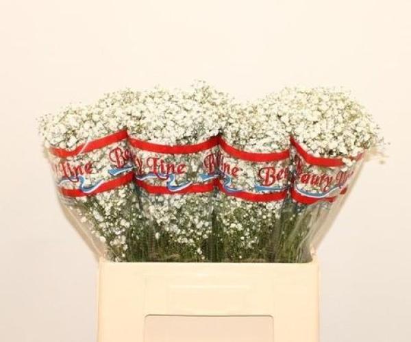 Schleierkraut, Gypsophila "XLENCE" - 5 Stiele, schwere Qualität!